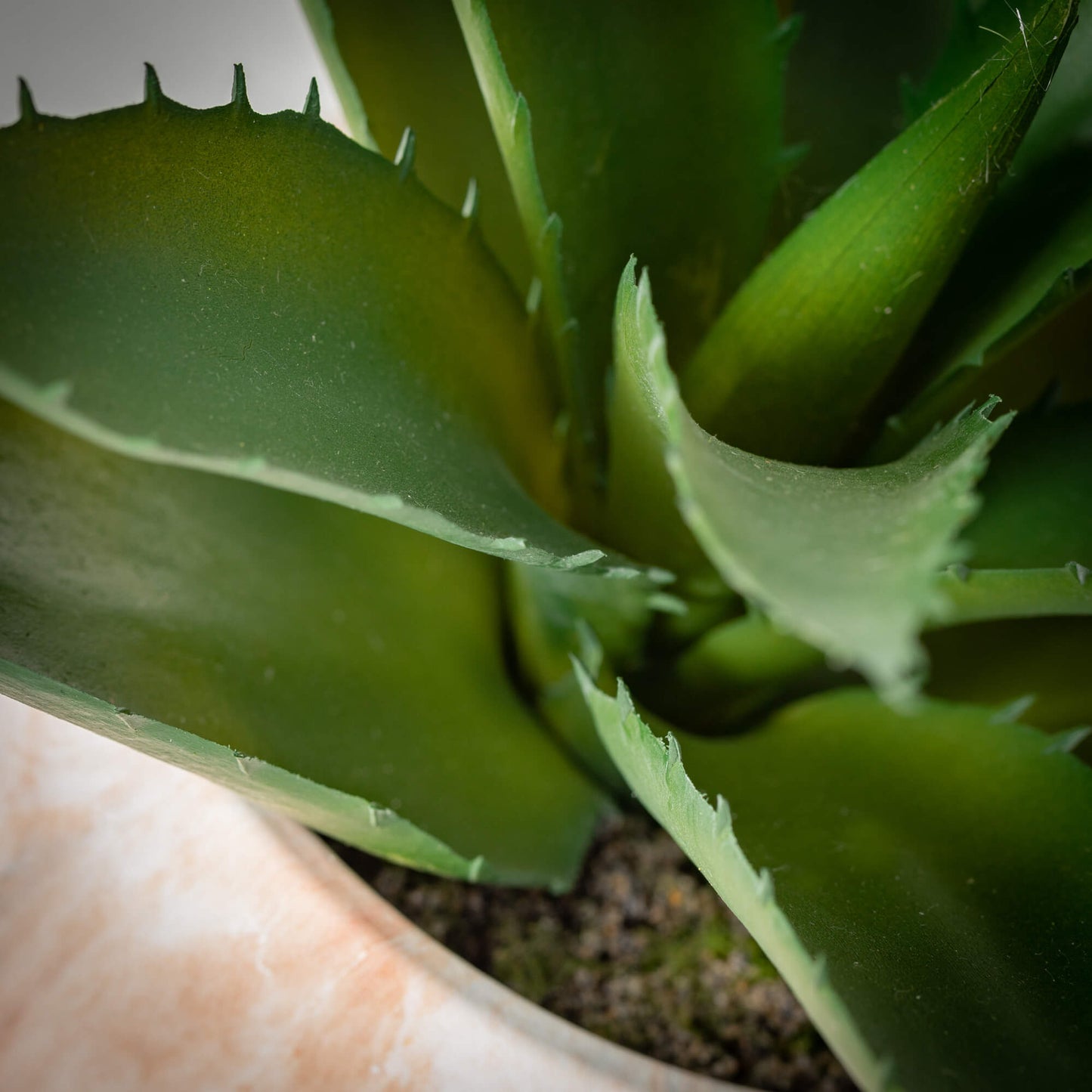 Potted Agave