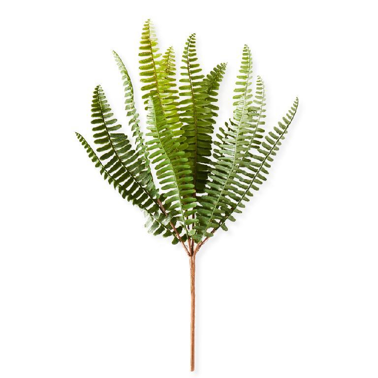 upclose image on white background of single fish bone greenery stem