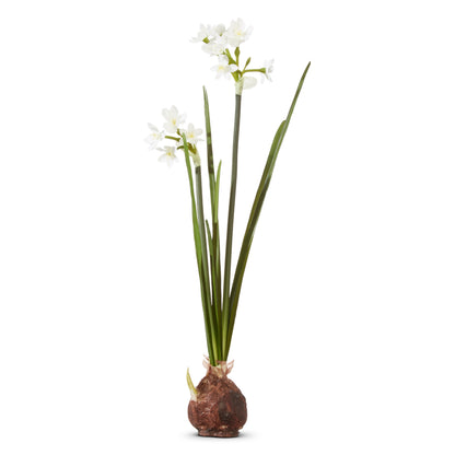 Paperwhite bulb with tall green leaves and white star-like flowers from brown bulb