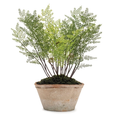 Potted Fern