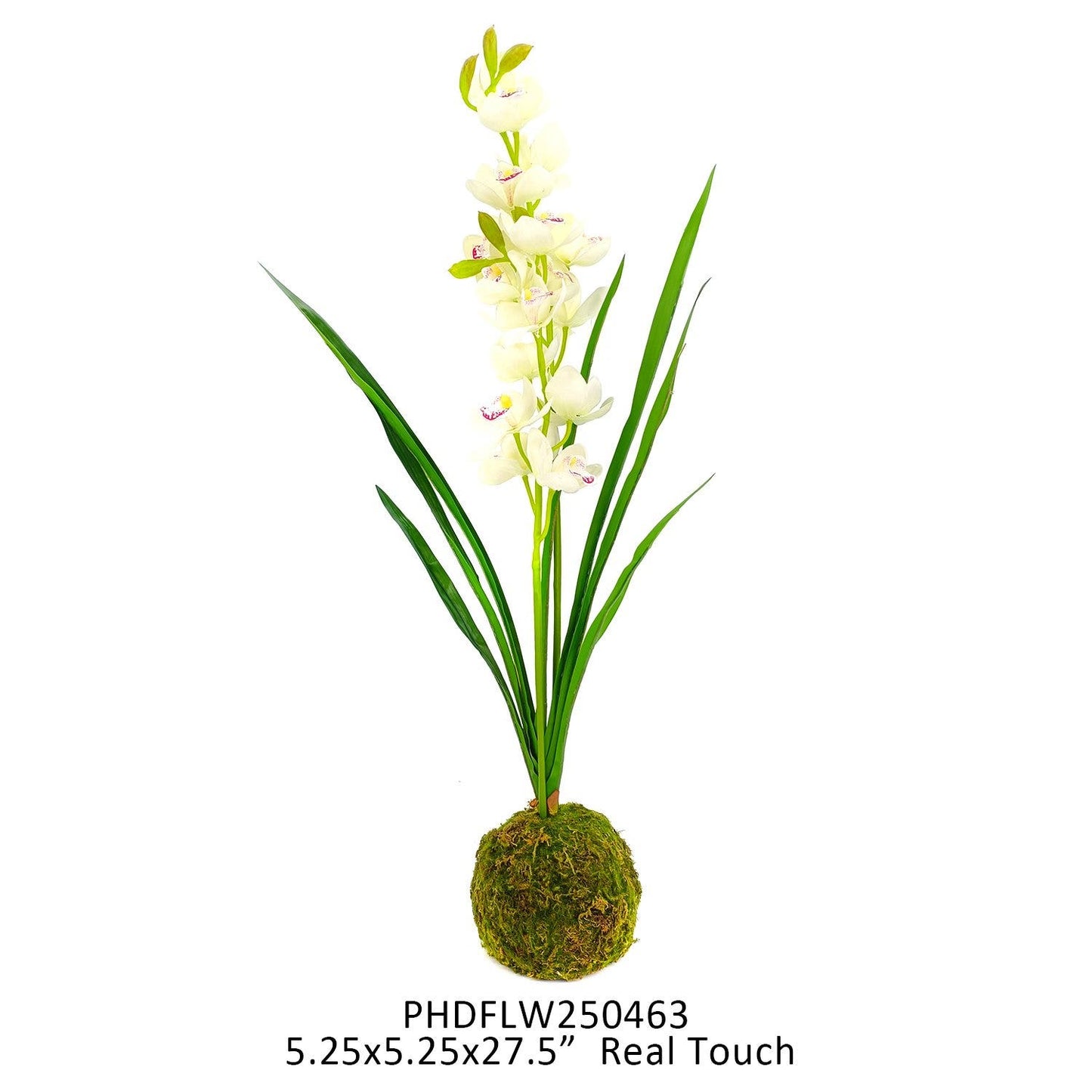 White Cymbidium in Moss Ball