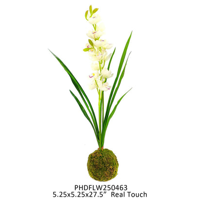 White Cymbidium in Moss Ball
