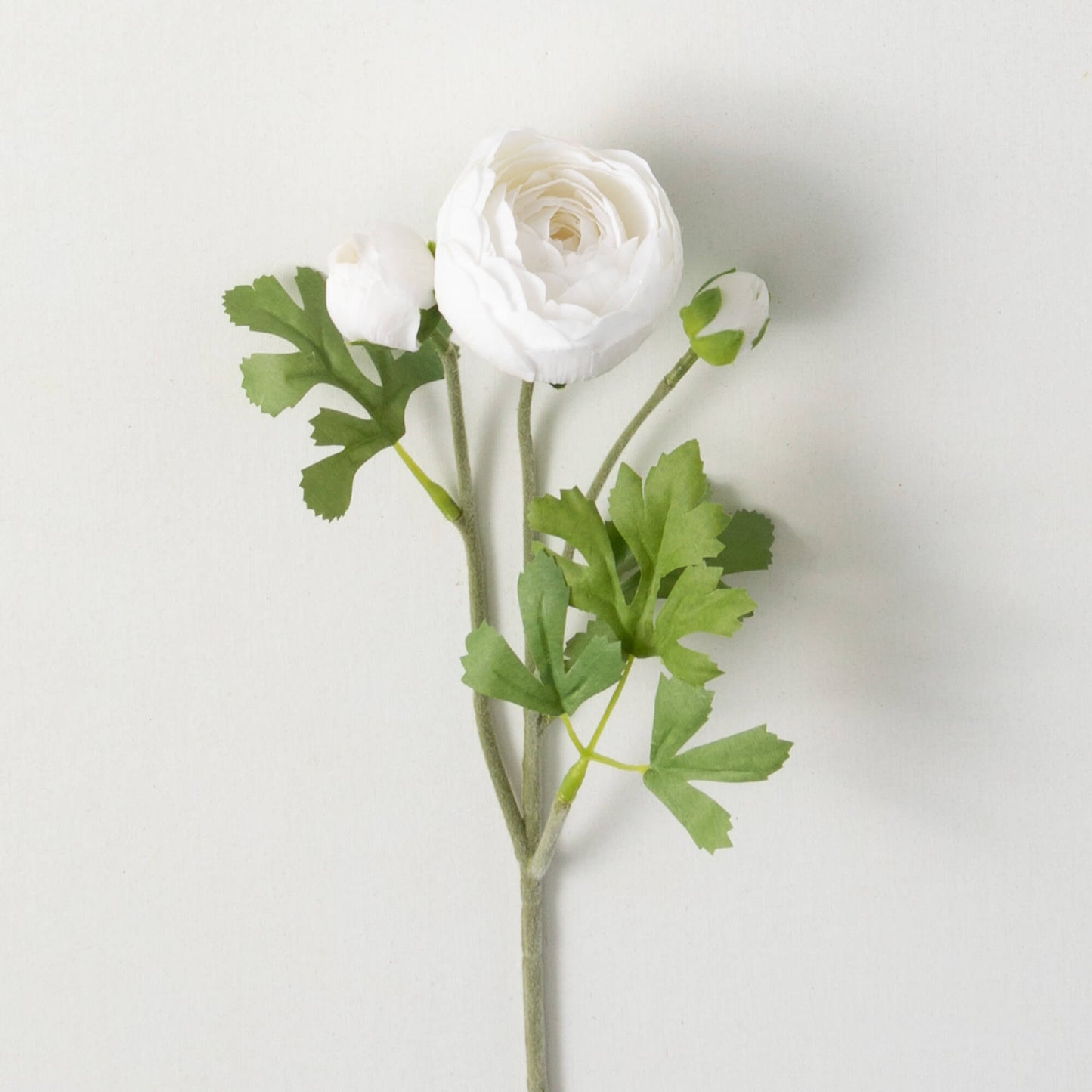 Fresh Cut White Ranunculus Spray