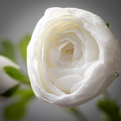 Fresh Cut White Ranunculus Spray