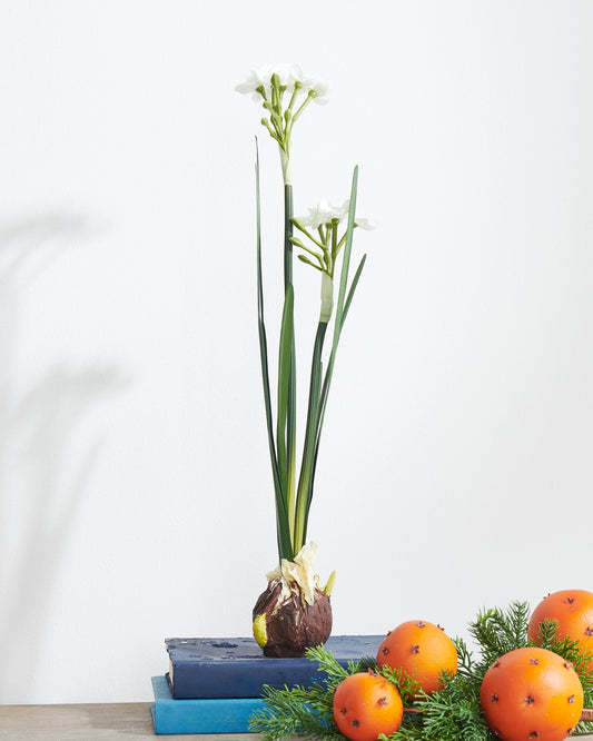 Paperwhite bulb with brown bulb base, green stems and white clustered blossoms