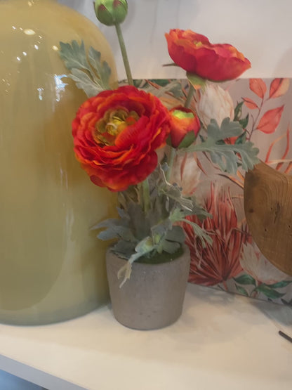 Ranunculus in Clay Pot