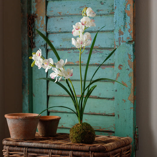 White Cymbidium in Moss Ball