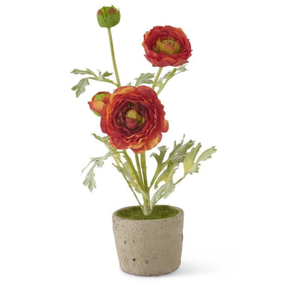 Ranunculus in Clay Pot