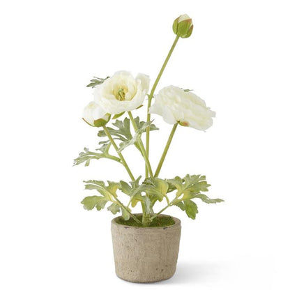 Ranunculus in Clay Pot