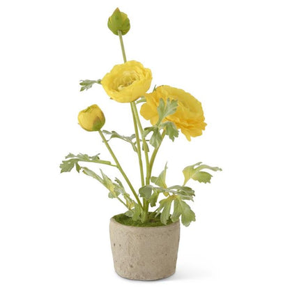 Ranunculus in Clay Pot