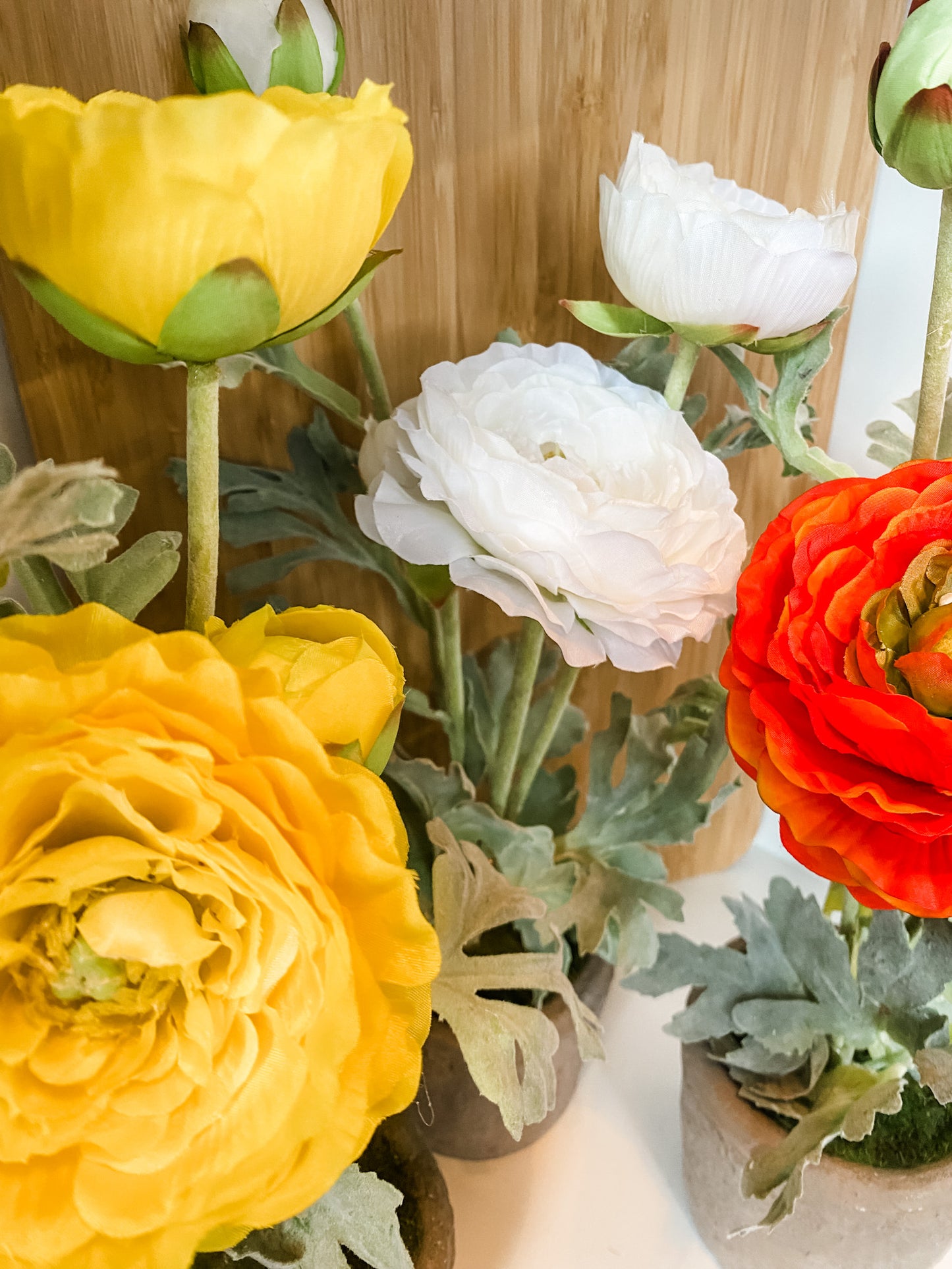 Ranunculus in Clay Pot