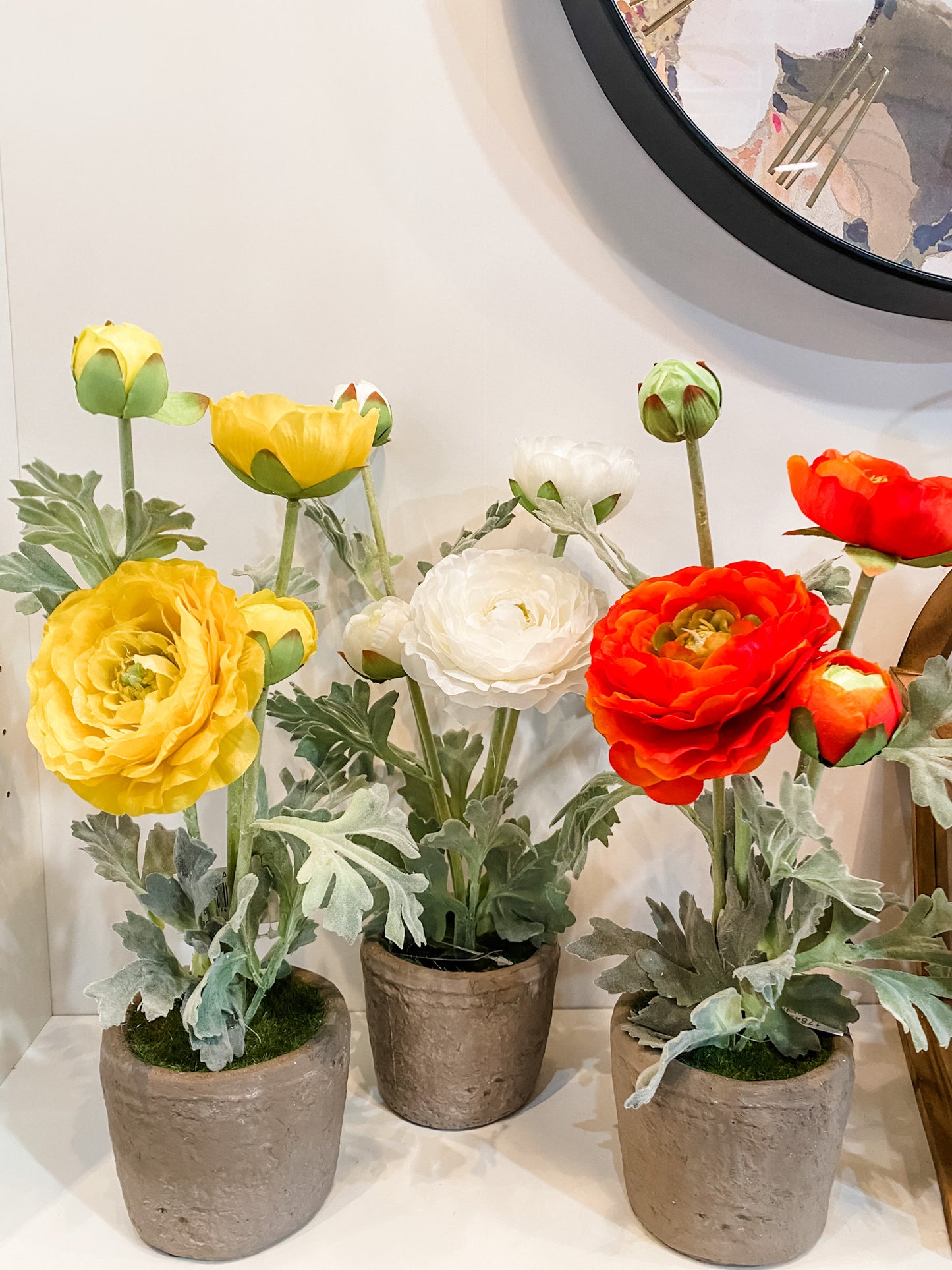 Ranunculus in Clay Pot