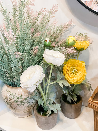 Ranunculus in Clay Pot